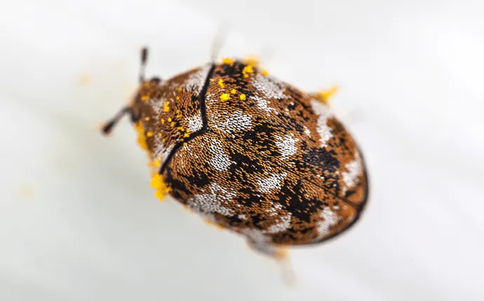 carpet beetle control